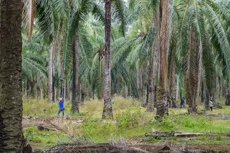 The atmosphere in the palm plantation is moist during the rainy