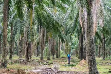 The atmosphere in the palm plantation is moist during the rainy