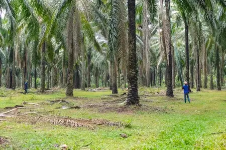 The atmosphere in the palm plantation is moist during the rainy