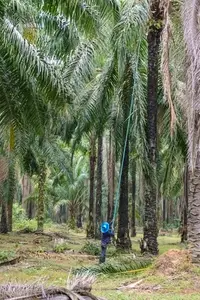 The atmosphere in the palm plantation is moist during the rainy