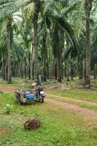 The atmosphere in the palm plantation is moist during the rainy
