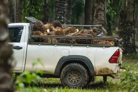 Fresh palm fruits that have just been cut from the palm plantati