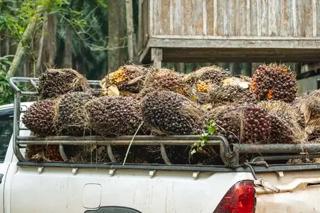 Fresh palm fruits that have just been cut from the palm plantati