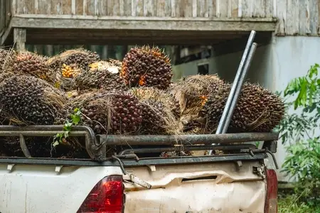 Fresh palm fruits that have just been cut from the palm plantati