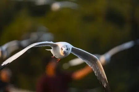 Many seagulls fleeing from the cold weather in Siberia come to B