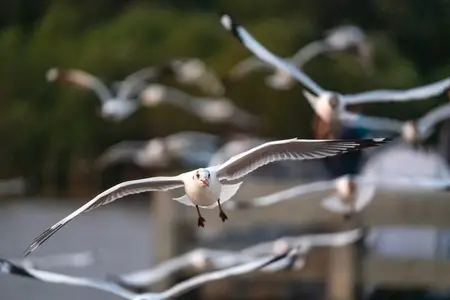Many seagulls fleeing from the cold weather in Siberia come to B