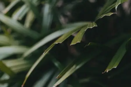 Tropical Plant