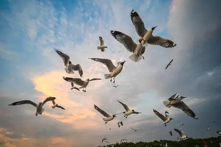 Many seagulls fleeing from the cold weather in Siberia come to B