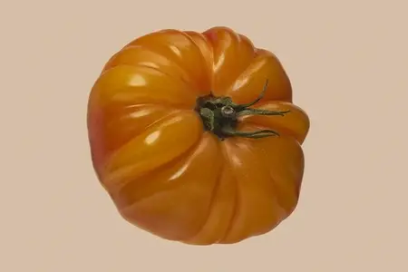 Close up shot of heirloom giant Belgium yellow beef tomato against beige background