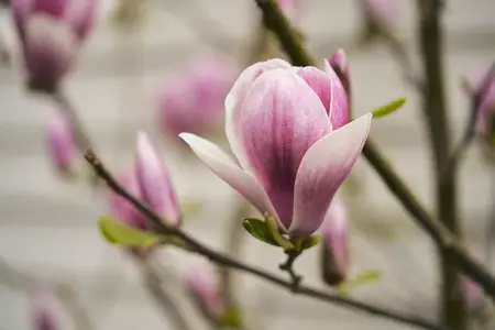 Close up of beautiful pink and white magnolia bloom on branch