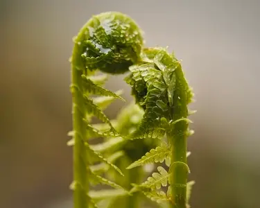 Extreme close up of beautiful curled wet green fern sprout