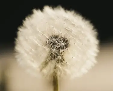 Close up of beautiful delicate white dandelion