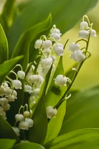 Beautiful white lily of the flowers growing among vibrant green leaves