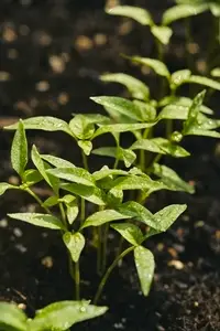 Fresh raindrops on vibrant green leaves of habanero chili plant sprouts