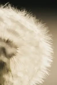 Extreme close up of beautiful delicate white dandelion