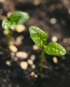 Close up high angle view of raindrops on lemon plant sprouts
