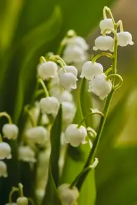 Close up of beautiful delicate white lily of the valley flowers