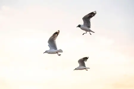 Many seagulls fleeing from the cold weather in Siberia come to B