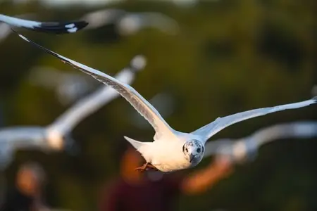 Many seagulls fleeing from the cold weather in Siberia come to B
