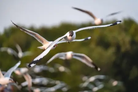 Many seagulls fleeing from the cold weather in Siberia come to B Many seagulls fleeing from the cold weather in Siberia come to B