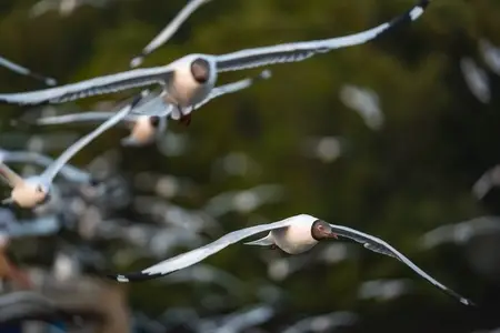 Many seagulls fleeing from the cold weather in Siberia come to B Many seagulls fleeing from the cold weather in Siberia come to B