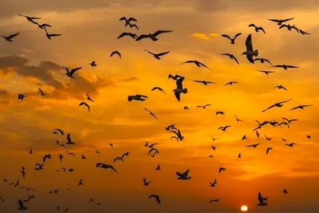 Many seagulls fleeing from the cold weather in Siberia come to B