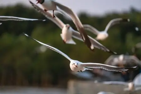 Many seagulls fleeing from the cold weather in Siberia come to B