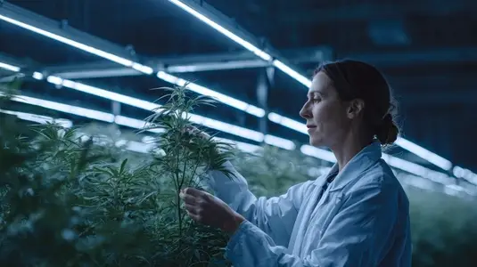 Scientist examining plant laboratory high tech green research agriculture