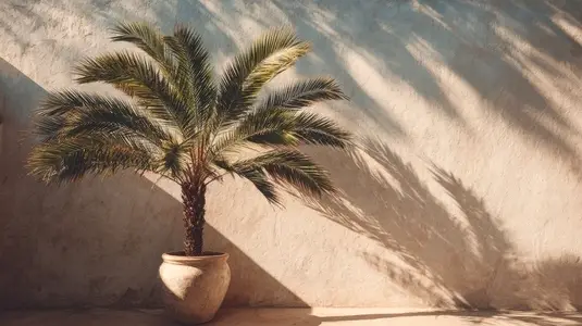 Palm tree in ceramic pot  summer sunlight  long shadows on beige wall  tranquil  analog vibe