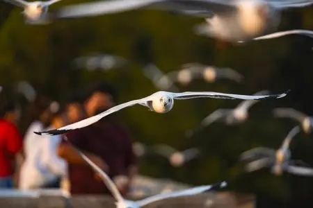 Many seagulls fleeing from the cold weather in Siberia come to B