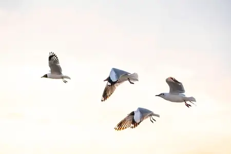 Many seagulls fleeing from the cold weather in Siberia come to B