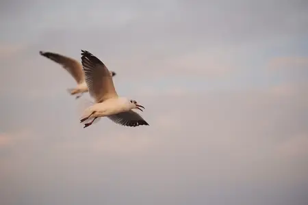 Many seagulls fleeing from the cold weather in Siberia come to B