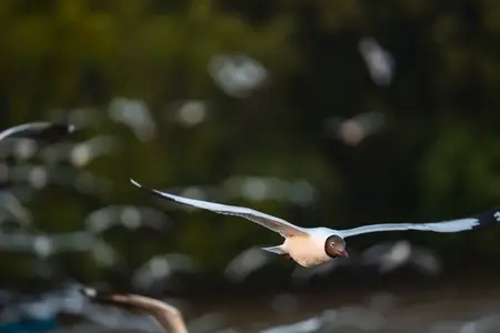 Many seagulls fleeing from the cold weather in Siberia come to B