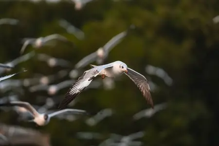 Many seagulls fleeing from the cold weather in Siberia come to B