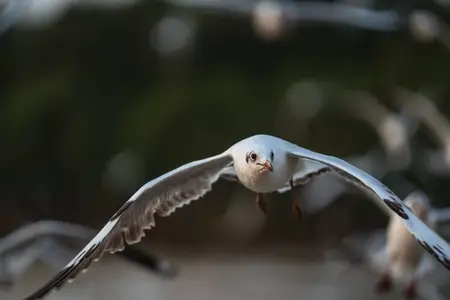 Many seagulls fleeing from the cold weather in Siberia come to B