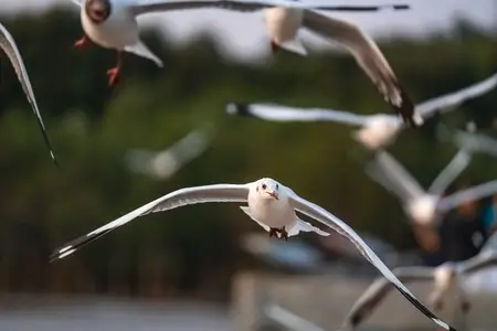 Many seagulls fleeing from the cold weather in Siberia come to B