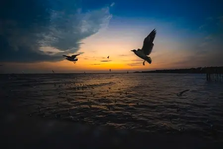 Many seagulls fleeing from the cold weather in Siberia come to B