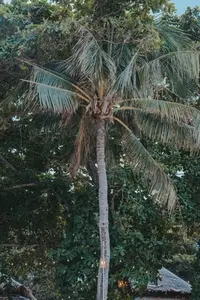 Palm Tree