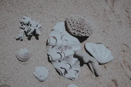 Sea Shell Still Life 7