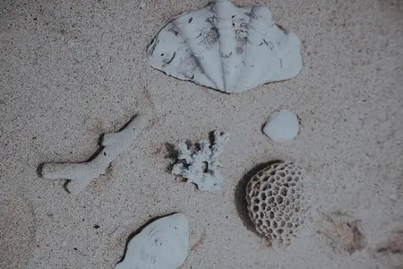 Sea Shell Still Life 4