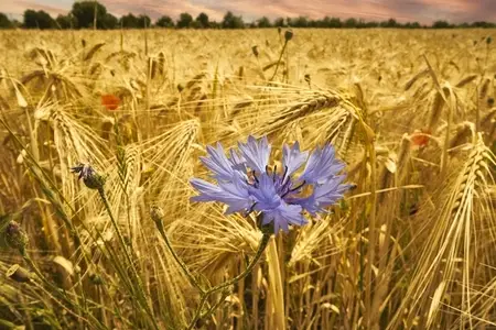Close up of beautiful purple cornflower growing among golden barley crop in rural field