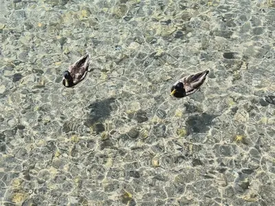 High angle view of mallard ducks floating on surface of translucent water