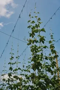 Low angle shot of green hops growing upward on bines against sunny blue sky