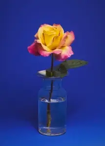 Still life of beautiful pink and yellow rose in small vase with water against blue background