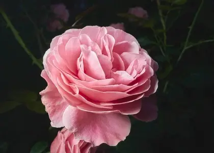 Close up of beautiful pink English rose in bloom