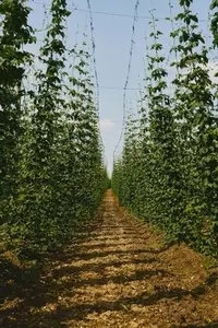 Dirt path between rows of green hops growing on bines on sunny summer farm