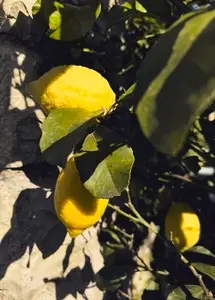 High angle view of vibrant yellow lemons growing in sunlight