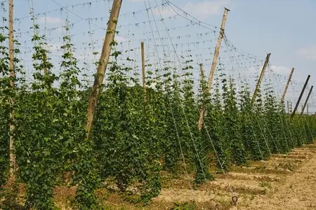 Green hops growing on bines on sunny