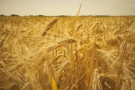 Golden barley crop growing in sunlight on tranquil rural farm