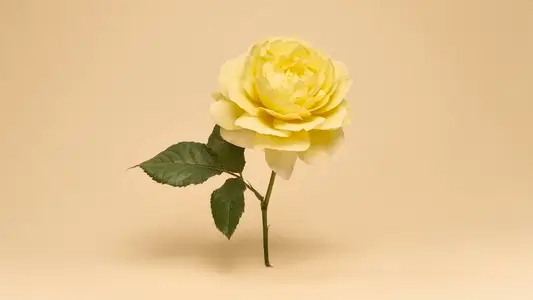 Still life of beautiful yellow English rose floating against peach background